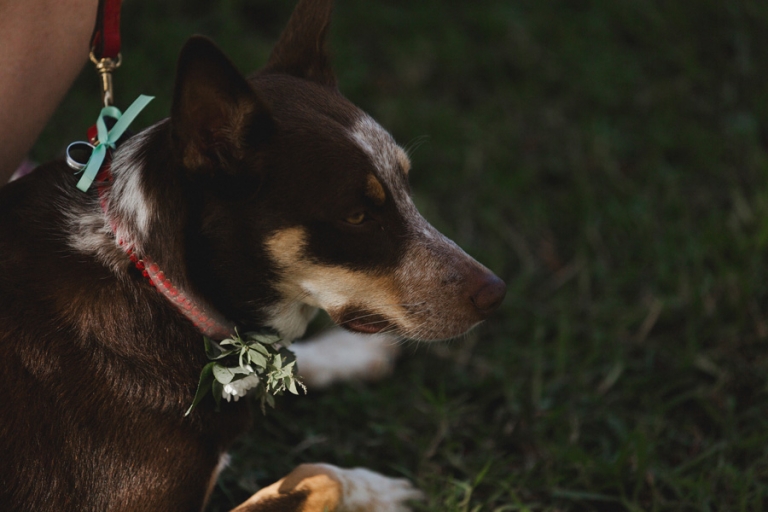 Byron Bay Wedding Photography - Fig Tree - Mike and Kristy- 0254