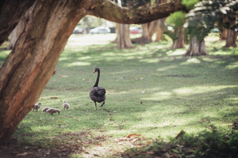 sydney-engagement-photography-farid-and-nida-0040